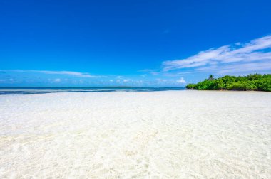 Cennet doğa, yeşil ağaç hurma ile tropikal bir plajda denize