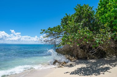 arka plan mavi gökyüzü güneşli bir günde üzerinde Karayip Denizi kıyısında yeşil palmiye