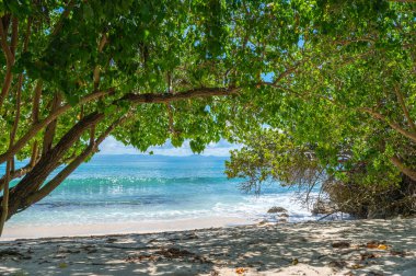 palmiye ağacı sokak yol denize lider
