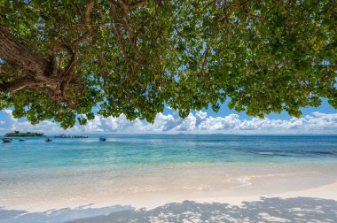 palmiye ağacı sokak yol denize lider