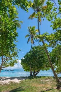 palmiye ağacı sokak yol denize lider