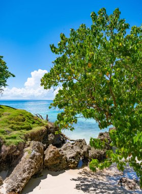 palmiye ağacı sokak yol denize lider