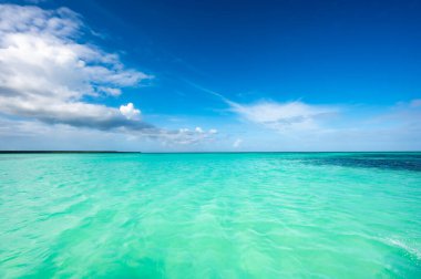 Cennet doğa, yeşil ağaç hurma ile tropikal bir plajda denize