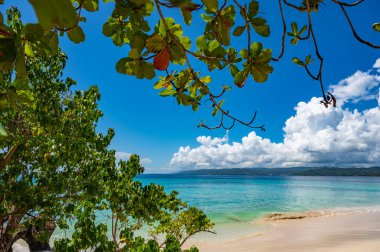 palmiye ağacı sokak yol denize lider