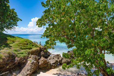palmiye ağacı sokak yol denize lider