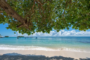 palmiye ağacı sokak yol denize lider