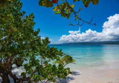palmiye ağacı sokak yol denize lider
