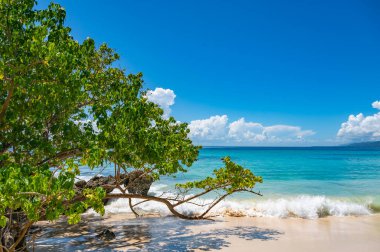 palmiye ağacı sokak yol denize lider