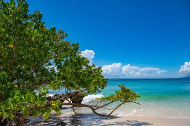 palmiye ağacı sokak yol denize lider
