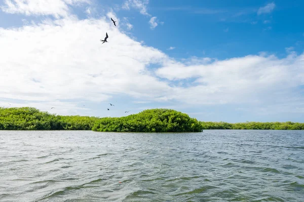 Bird Frigate Island — Stock Photo, Image