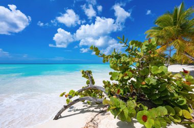 Sahil kıyısı Karayip sakin suyu Palmiye ağacı Dominik manzaralı