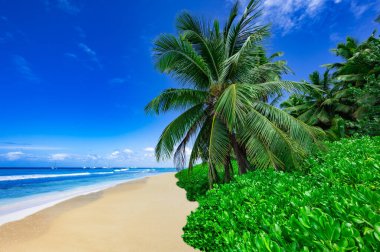 Sahil kıyısı Karayip sakin suyu Palmiye ağacı Dominik manzaralı