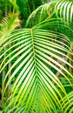Yeşil palmiye yaprağı arka plan ile çiy damlaları