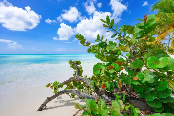 Kyst Strand Karibisk Stille Vann Med Dominikansk Palme Utsikt – stockfoto