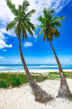 Sahil kıyısı Karayip sakin suyu Palmiye ağacı Dominik manzaralı