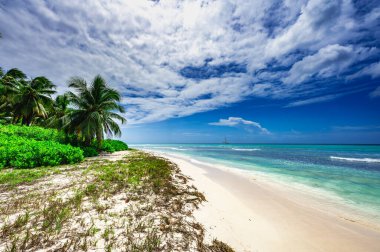 Sahil kıyısı Karayip sakin suyu Palmiye ağacı Dominik manzaralı