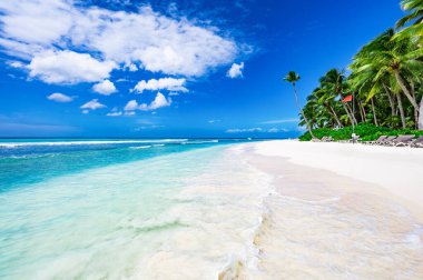 Sahil kıyısı Karayip sakin suyu Palmiye ağacı Dominik manzaralı