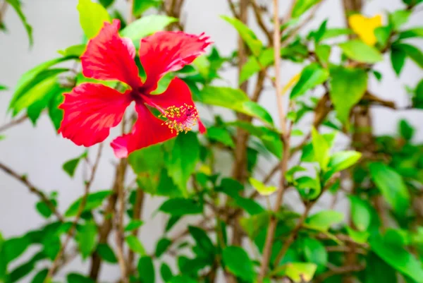 Ljusa Röda Hibiscus Blomma Grön Bakgrund — Stockfoto