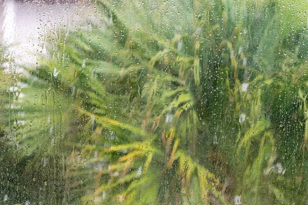 Tropical Rainstorm Wet Glass Palm Trees Background — стоковое фото