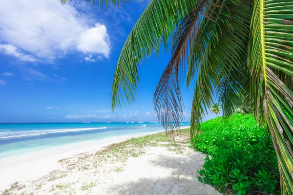 Coast Beach Caribbean Calm Water Palm Tree Dominican View — Stock Photo, Image