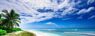 Sahil kıyısı Karayip sakin suyu Palmiye ağacı Dominik manzaralı