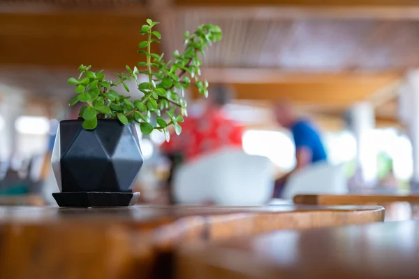 Pianta Verde Una Pentola Tavolo Legno Arredamento Interno — Foto Stock