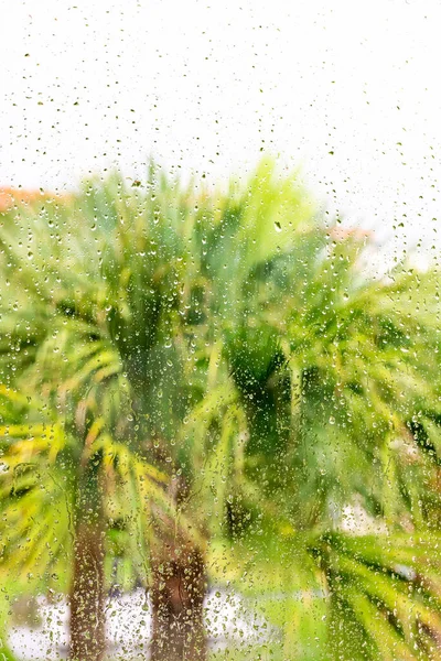 Tropikalna Burza Deszczowa Mokre Szklane Palmy Tło — Zdjęcie stockowe