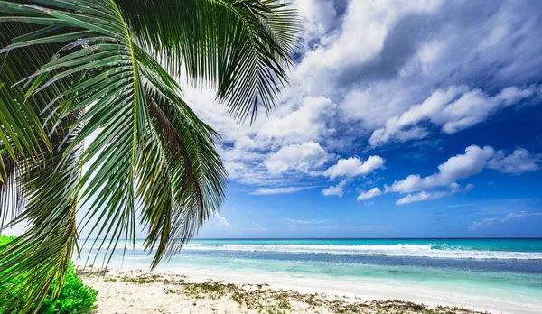 Ακτή Παραλία Καραϊβική Ήρεμα Νερά Φοίνικα Dominican Άποψη — Φωτογραφία Αρχείου