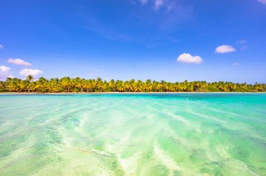 Sahil kıyısı Karayip sakin suyu Palmiye ağacı Dominik manzaralı