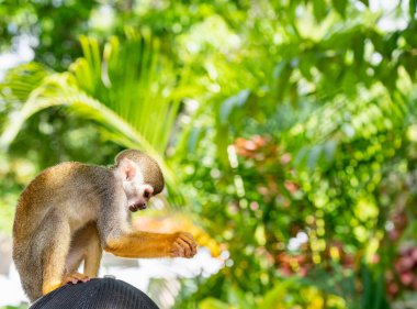 Parkta turuncu bacaklı küçük sincap maymunu