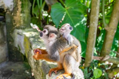 Parkta turuncu bacaklı küçük sincap maymunu