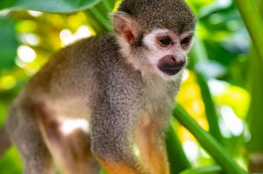 Parkta turuncu bacaklı küçük sincap maymunu