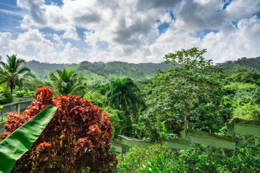 Yeşil bitki örtüsü Dominik Cumhuriyeti. İyi hava günü.