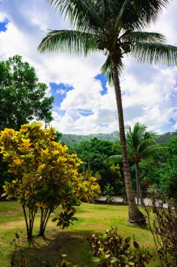 Yeşil bitki örtüsü Dominik Cumhuriyeti. İyi hava günü.