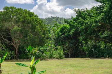 Yeşil bitki örtüsü Dominik Cumhuriyeti. İyi hava günü.