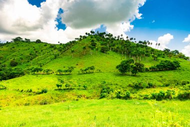 Yeşil bitki örtüsü Dominik Cumhuriyeti. İyi hava günü.