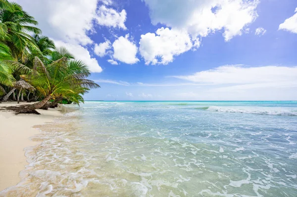 Côte Plage Caraïbe Eau Calme Avec Vue Dominicaine Palmier — Photo