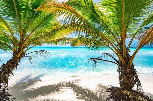 Sahil Kıyısı Karayip Sakin Suyu Palmiye Ağacı Dominik Manzaralı — Stok fotoğraf