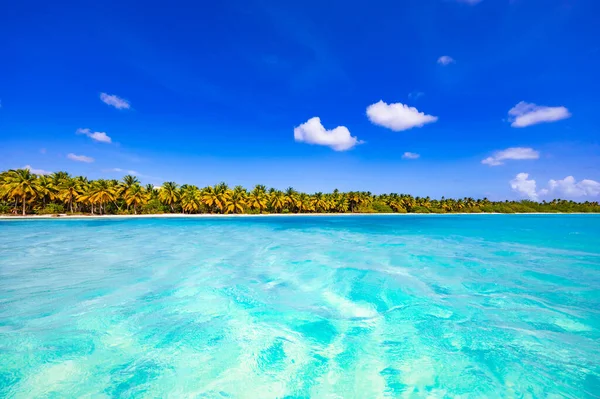 arka plan mavi gökyüzü güneşli bir günde üzerinde Karayip Denizi kıyısında yeşil palmiye