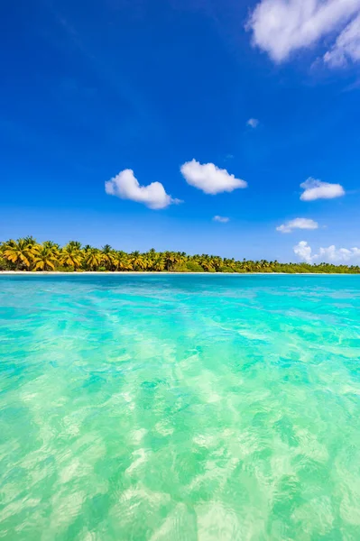 arka plan mavi gökyüzü güneşli bir günde üzerinde Karayip Denizi kıyısında yeşil palmiye