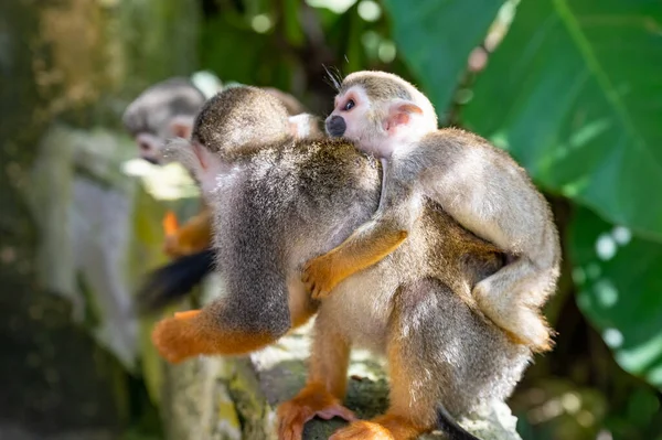 Parkta turuncu bacaklı küçük sincap maymunu