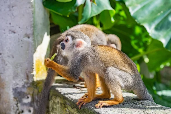 Mała Małpka Wiewiórka Pomarańczowymi Nogami Parku — Zdjęcie stockowe