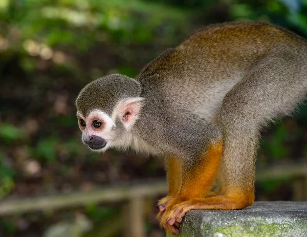 Kleines Eichhörnchen Mit Orangefarbenen Beinen Park — Stockfoto