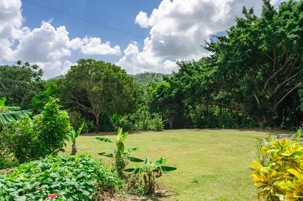 Ландшафтно Зеленая Растительность Доминиканской Республики День Хорошей Погоды — стоковое фото