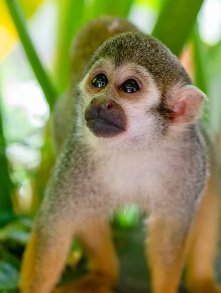 Pequeno Macaco Esquilo Com Pernas Laranja Parque Imagens Royalty-Free