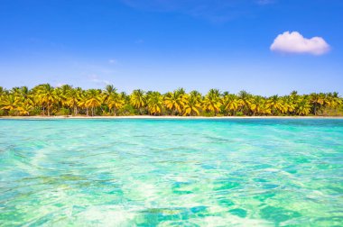 arka plan mavi gökyüzü güneşli bir günde üzerinde Karayip Denizi kıyısında yeşil palmiye