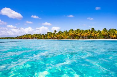 arka plan mavi gökyüzü güneşli bir günde üzerinde Karayip Denizi kıyısında yeşil palmiye