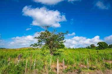 Yeşil bitki örtüsü Dominik Cumhuriyeti. İyi hava günü.