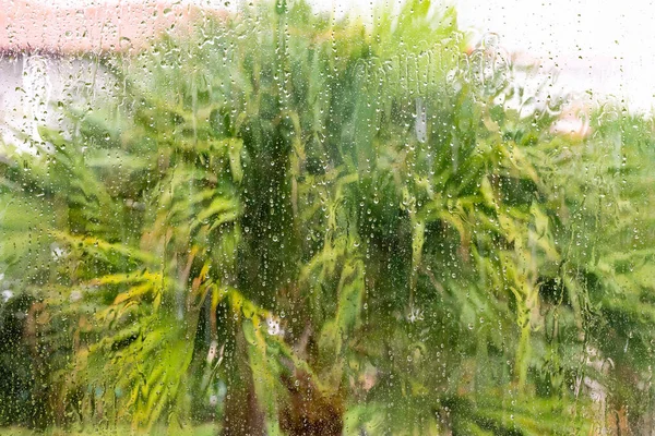 Tropical Rainstorm Wet Glass Palm Trees Background — стоковое фото