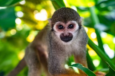 Parkta turuncu bacaklı küçük sincap maymunu